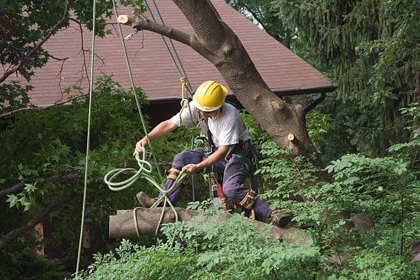 tree removal wellington