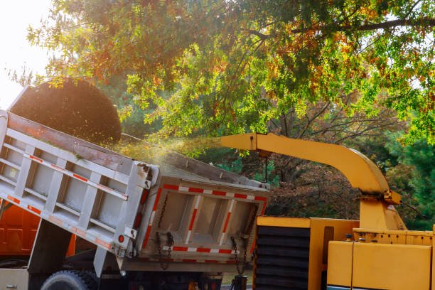 arborist wellington for hire