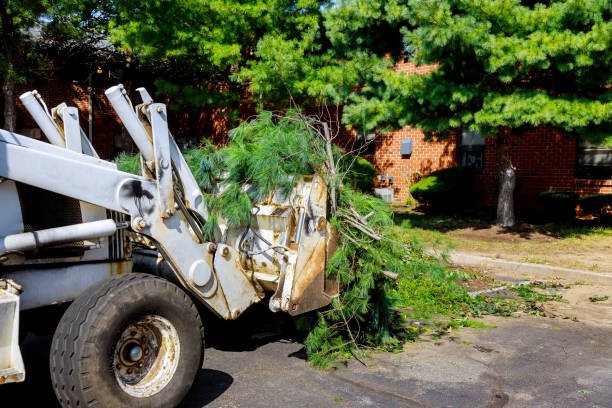 best tree removal in wellington