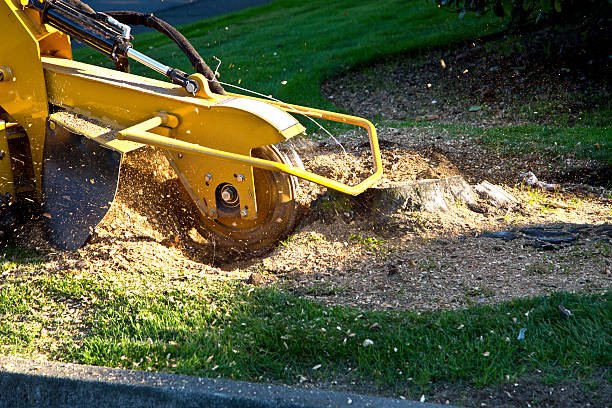 stump removal in wellington