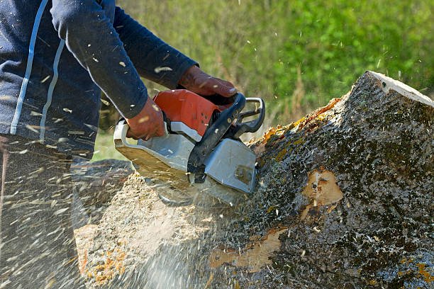 stump removal service in wellington