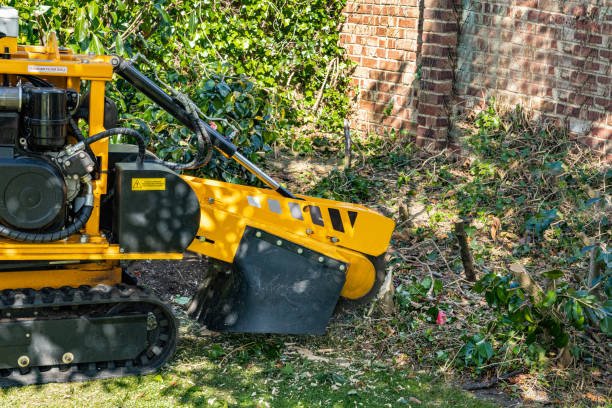 stump removal wellington service