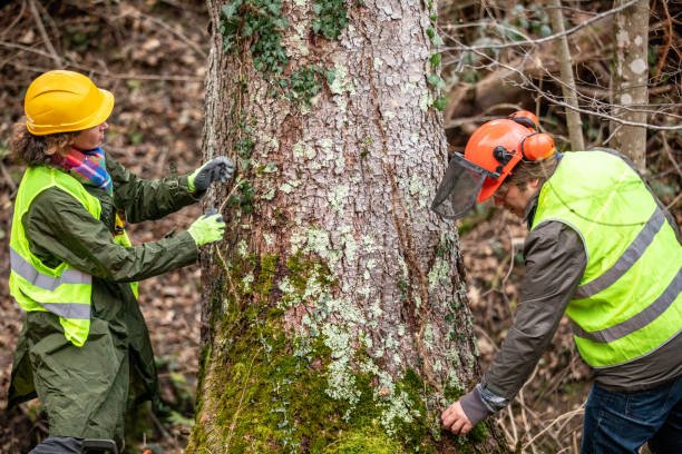tree removal measuring trees